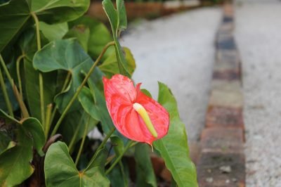 antúrio plantas tóxicas