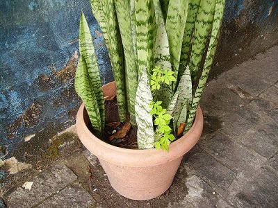 Espada de São Jorge plantas tóxicas