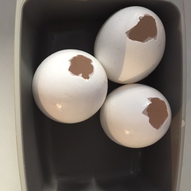 esvaziar ovos para decorar