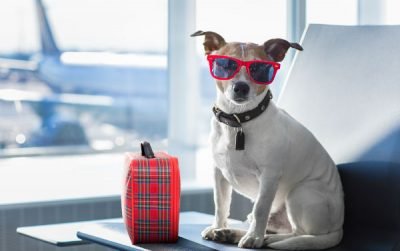 Viagem em família: os pets merecem atenção nas férias