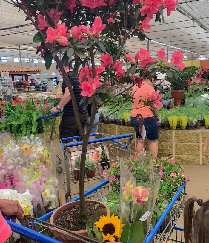 flores e plantas no Garden Center