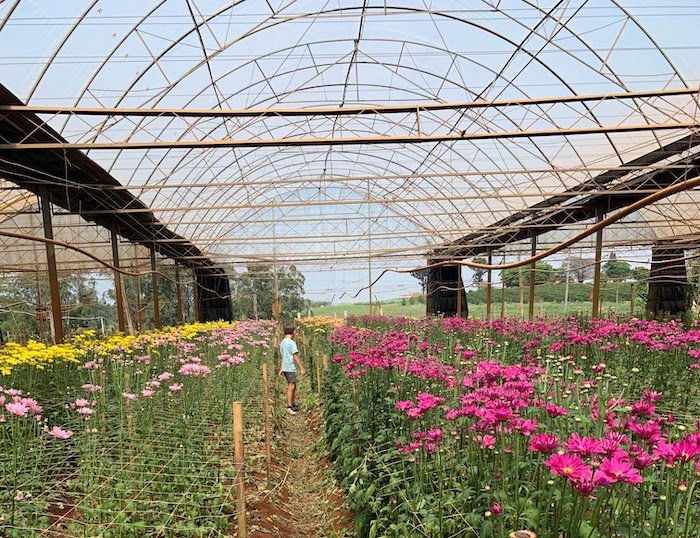 visita ao campo de flores em Holambra