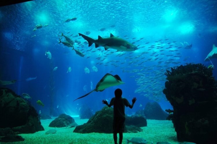 Oceanário em Lisboa