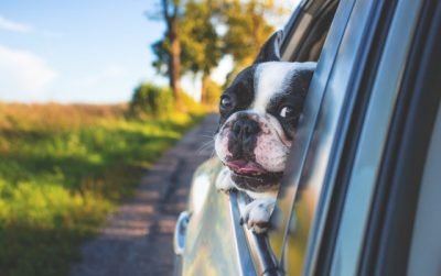 Dicas para viajar de carro com seu cachorro