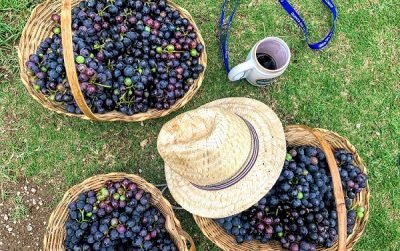 São Roque: como é a Pisa da Uva na Quinta do Olivardo