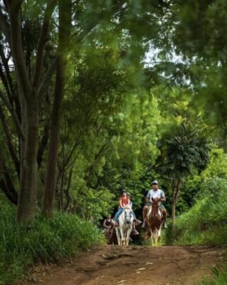 cavalo fazenda parque dos sonhos