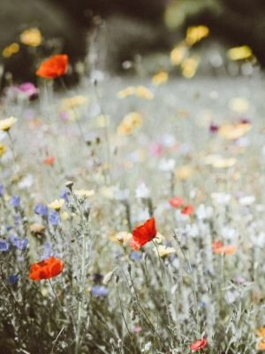 visita estufa de flores