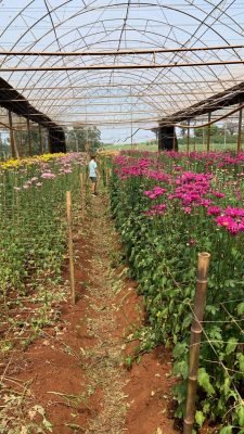 Visita estufa de flores em holambra com crianças