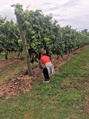 Montevideu_bodega bouza-2