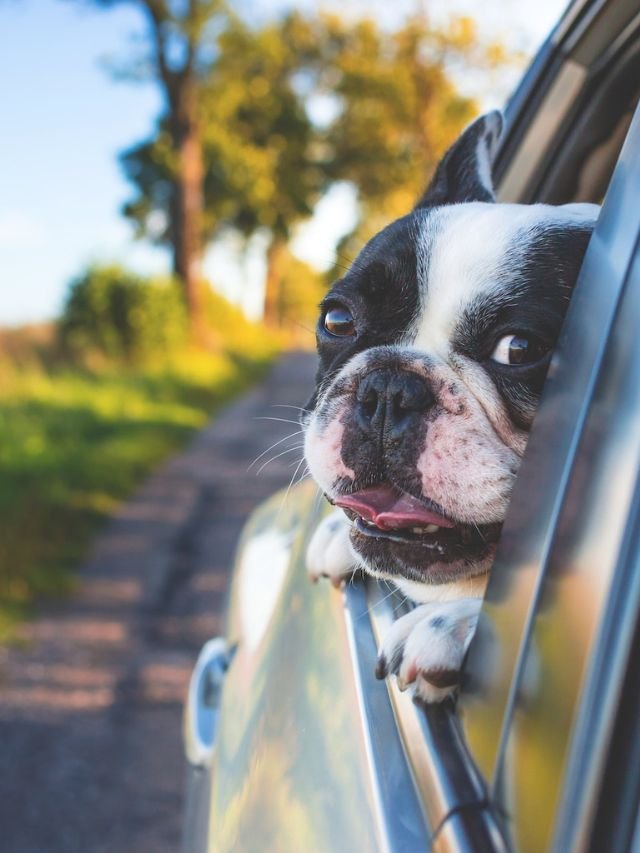 cachorro carro