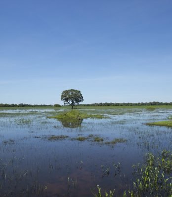 Pantanal