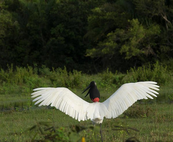 Tuiuiu PANTANAL