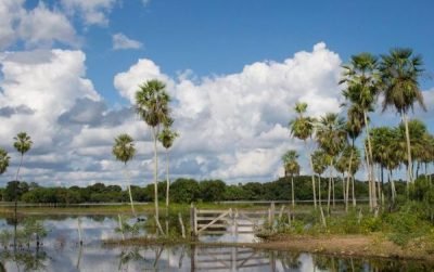 Planeje a sua viagem para o Pantanal