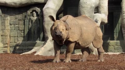 ANIMALIA PARK RINOCERONTE