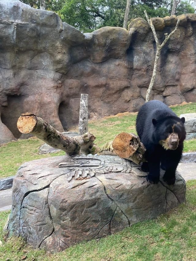 Animália Park: novo parque temático em SP