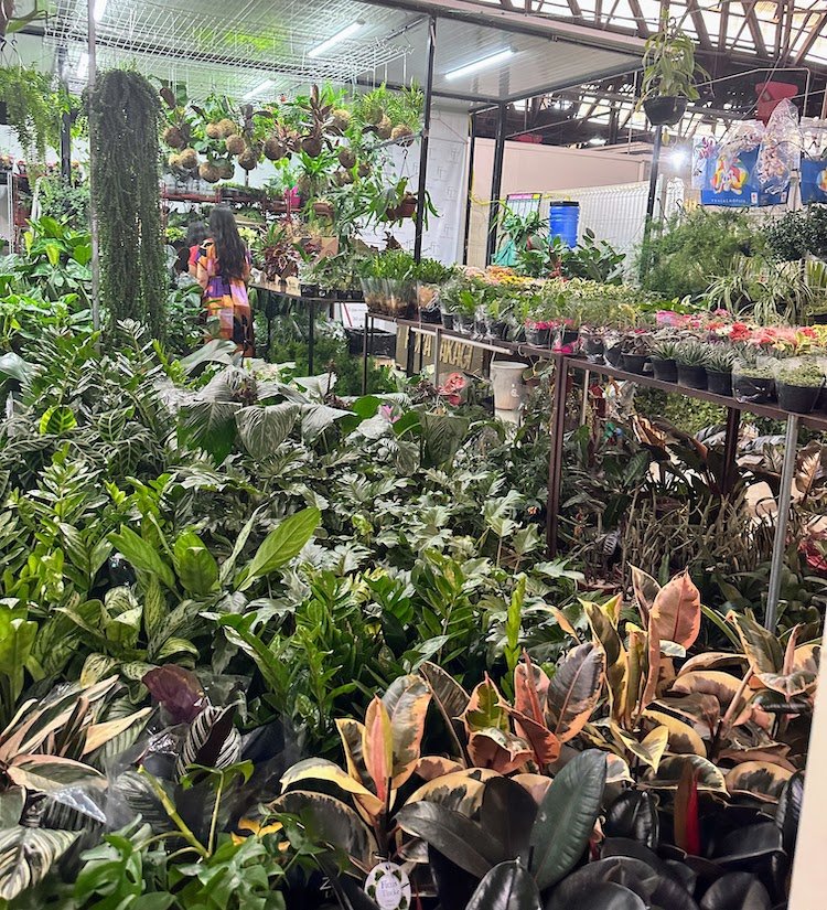 Urban Jungle