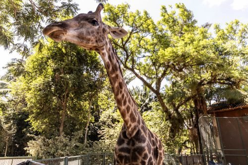 Zoológico de São Paulo_girafa