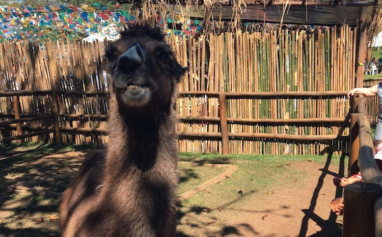 fazendinha Pet Zoo