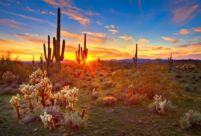 Sun is setting beetwen Saguaros, in Sonoran Desert, near Phoenix.