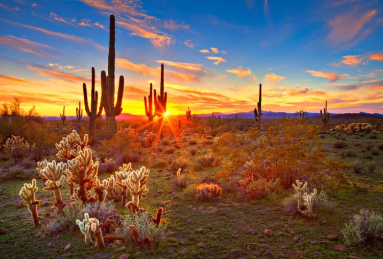 Sun is setting beetwen Saguaros, in Sonoran Desert, near Phoenix.