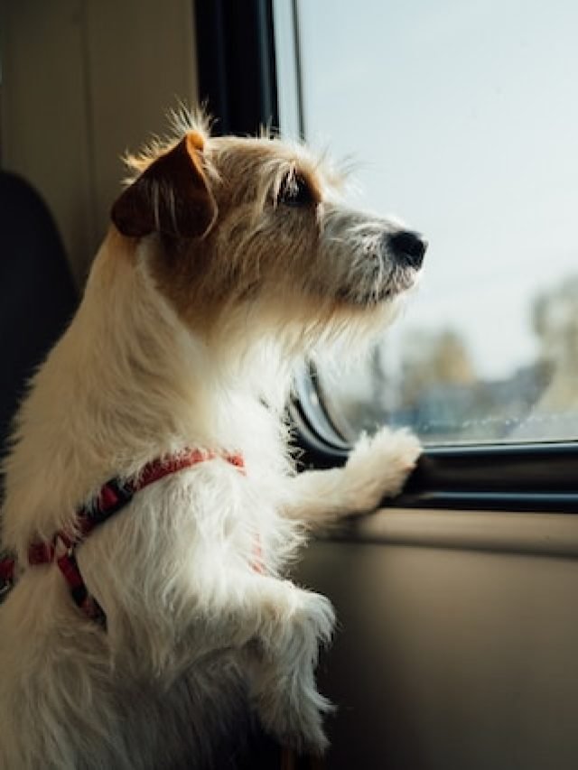 VIAJAR COM CAO