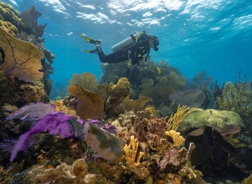 Belize segunda maior barreira de corais do mundo